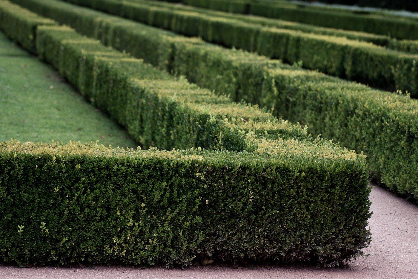 Clipped box hedges in a formal garden
