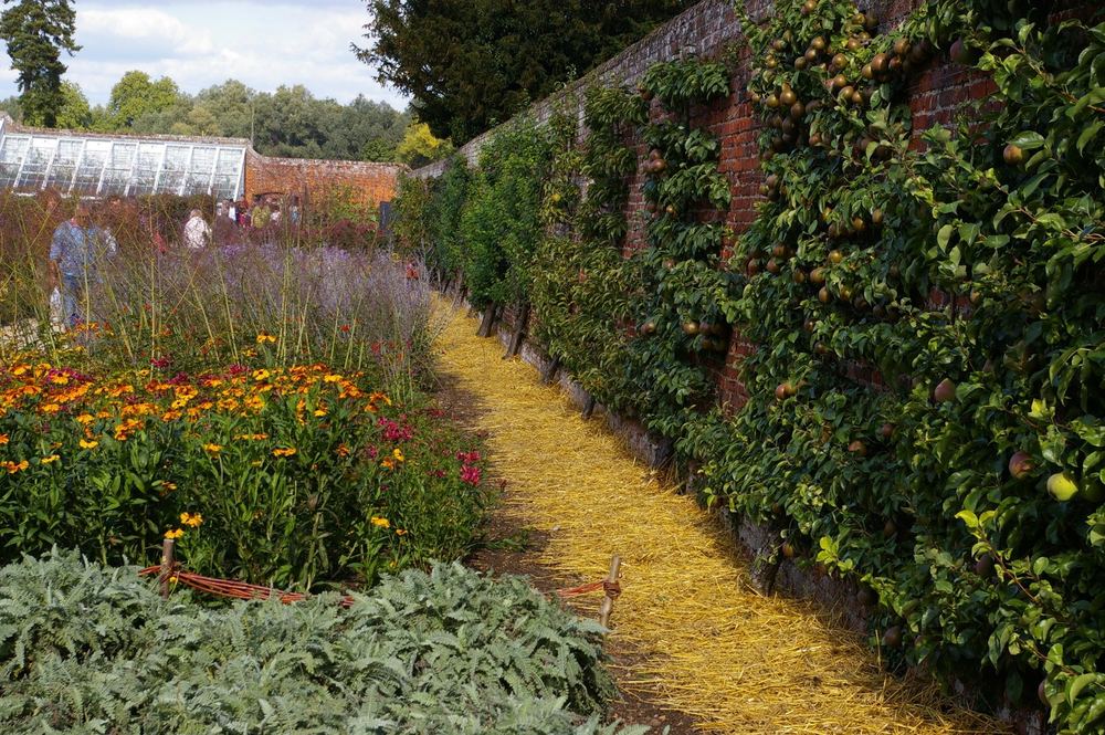 Espaliered apple trees trained along the wall of a kitchen garden