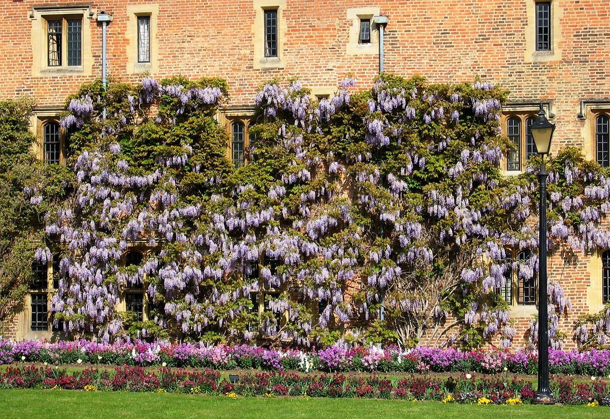 A wisteria in full flower trained across a brick wall