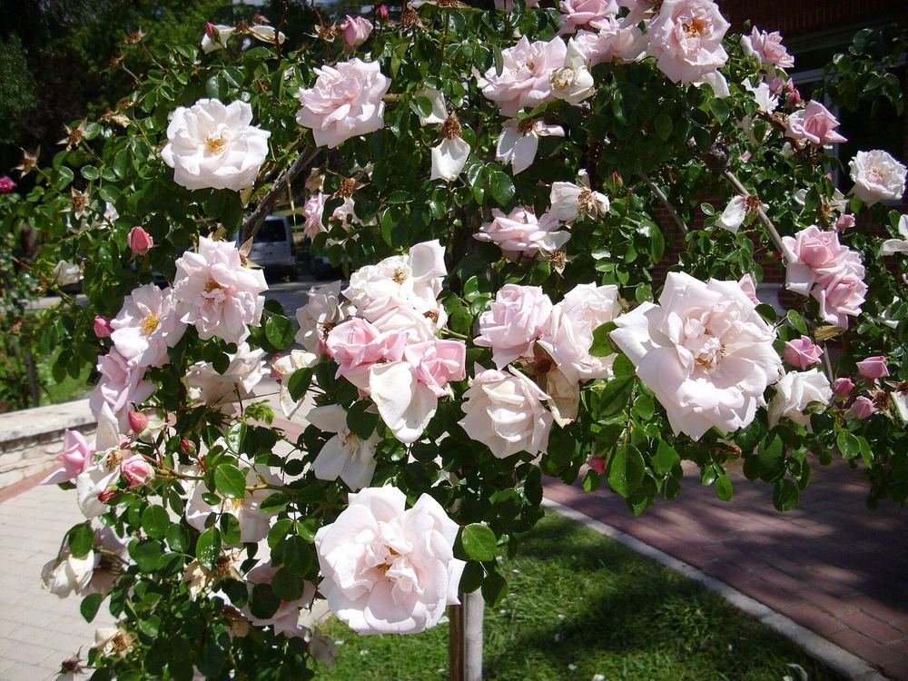 A climbing rose covered in pale pink flowers