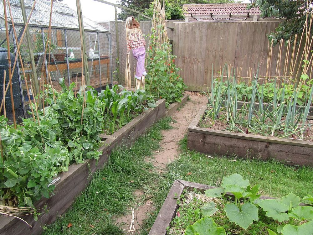 Raised vegetable beds with beans on canes in an English garden